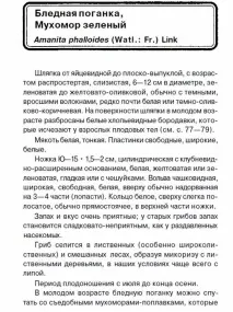 Бліда поганка поганка