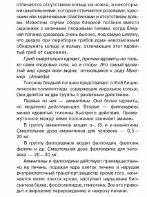 Бліда поганка бліда
