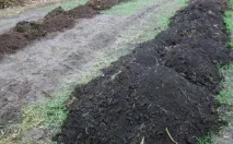 Борна кислота для винограду обприскування, обробка, підживлення, запилення винограду