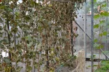 Борна кислота для винограду обприскування, обробка, підживлення, запилення борна