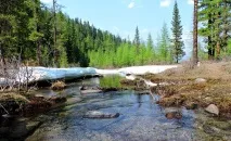 Цілющі властивості захворювань