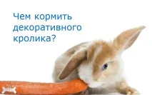 Чим годувати декоративного кролика кролика