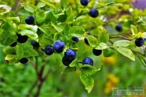 Чорниця корисні властивості та вирощування властивості