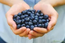 Чорниця корисні властивості та вирощування чорниця