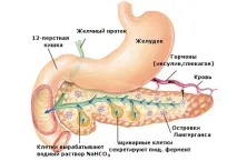 Що таке інсулін опис гормону та інструкція із застосування таке
