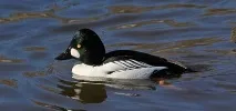 Чучело - Гоголь селезень гоголь