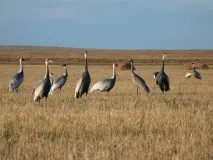 даурський