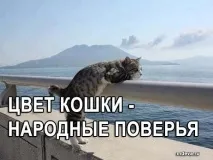 Колір кішки - Народні повір’я кішки