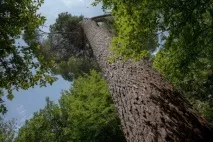 Дендрарій Трстено (Trsteno) видно
