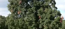 Дерево дуб кам’яний дуба