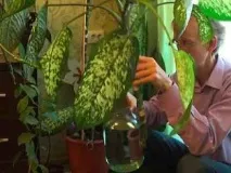 Діффенбахія (Dieffenbachia) - доглядаємо вдома dieffenbachia