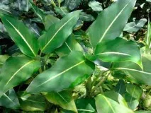 Діффенбахія (Dieffenbachia) - доглядаємо вдома вдома