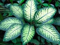 Діффенбахія (Dieffenbachia) - доглядаємо вдома dieffenbachia