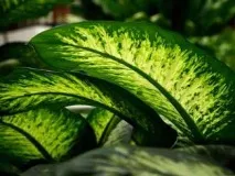 Діффенбахія (Dieffenbachia) - доглядаємо вдома листя