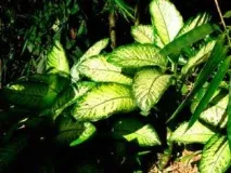 Діффенбахія (Dieffenbachia) - доглядаємо вдома dieffenbachia