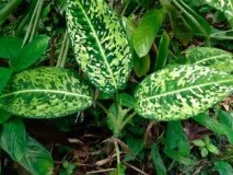 Діффенбахія (Dieffenbachia) - доглядаємо вдома dieffenbachia