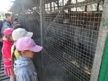 Екскурсія на пташиний двір - 27 Травня 2015 - МБДОУ - Світ Чудес екскурсія