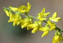 Буркун корисні властивості та протипоказання, заготівля та застосування властивості