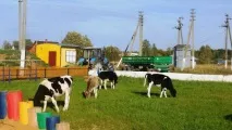 Фонд Защиты Коров фонд