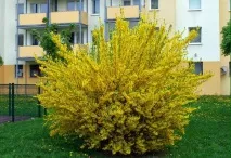 Форзиція (форсайтія) проміжна, європейська, посадка у Підмосков’ї, догляд у відкритому ґрунті, проміжна