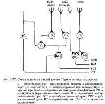 симптоми
