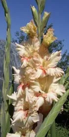Gladiole - floare regală - mulci, gladiole, minerale, îngrășăminte