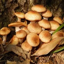 опеньки