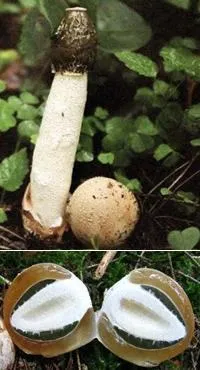гриб