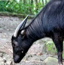 Індонезійський буйвол-карлик індонезійський