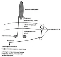 Інсулін – це гормон, журнал медичних статей «Молодий лікар» медичних