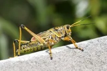 Як намалювати коника олівцем поетапно намалювати