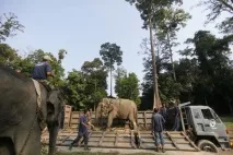 Як ловлять диких слонів у Малайзії малайзії