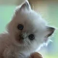 дочки