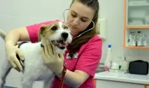 Як підготуватися до літа дачі