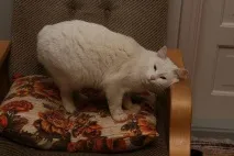 Як привчити кота мітити територію в квартирі, що допоможе (Частина 2) кота
