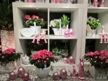 Яка кімнатна квітка подарувати мамі - яка кімнатна квітка - Відпочинок та свята - Інше подарувати