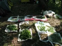 Як правильно збирати та зберігати лікувальні трави правильно