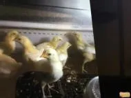 птах