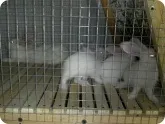 двоярусна