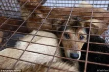 Їмо, їли і їстимемо чому китайці не бажають відмовитися від собачого м’яса їстимемо