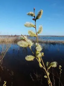 Як зробити гарні фото рослин гарні