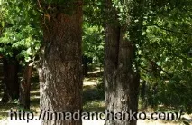 Як зібрати тополиний пух, щоб намалювати їм картину тополиний