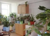 Як зберегти квіти зберегти