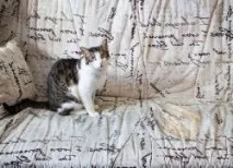 Як вивести запах котячої сечі з дивана вивести