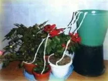 Як доглядати за кімнатними квітами, рослинами, правильно, посадка та пересадка, догляд за молодими квітами