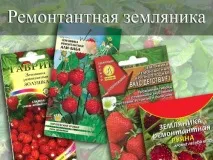 Як вирощуватиремонтантну суницю - Блог про вирощування врожаю на дачі блог