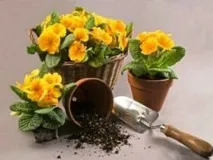 Як доглядати за кімнатними квітами, рослинами, правильно, посадка та пересадка, догляд за молодими квітами