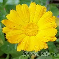 Календула (Calendula), Садові квіти календула