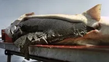 моря