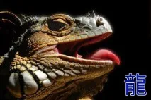 Китайський Гороскоп для Дракона та сумісність з іншими знаками дракона